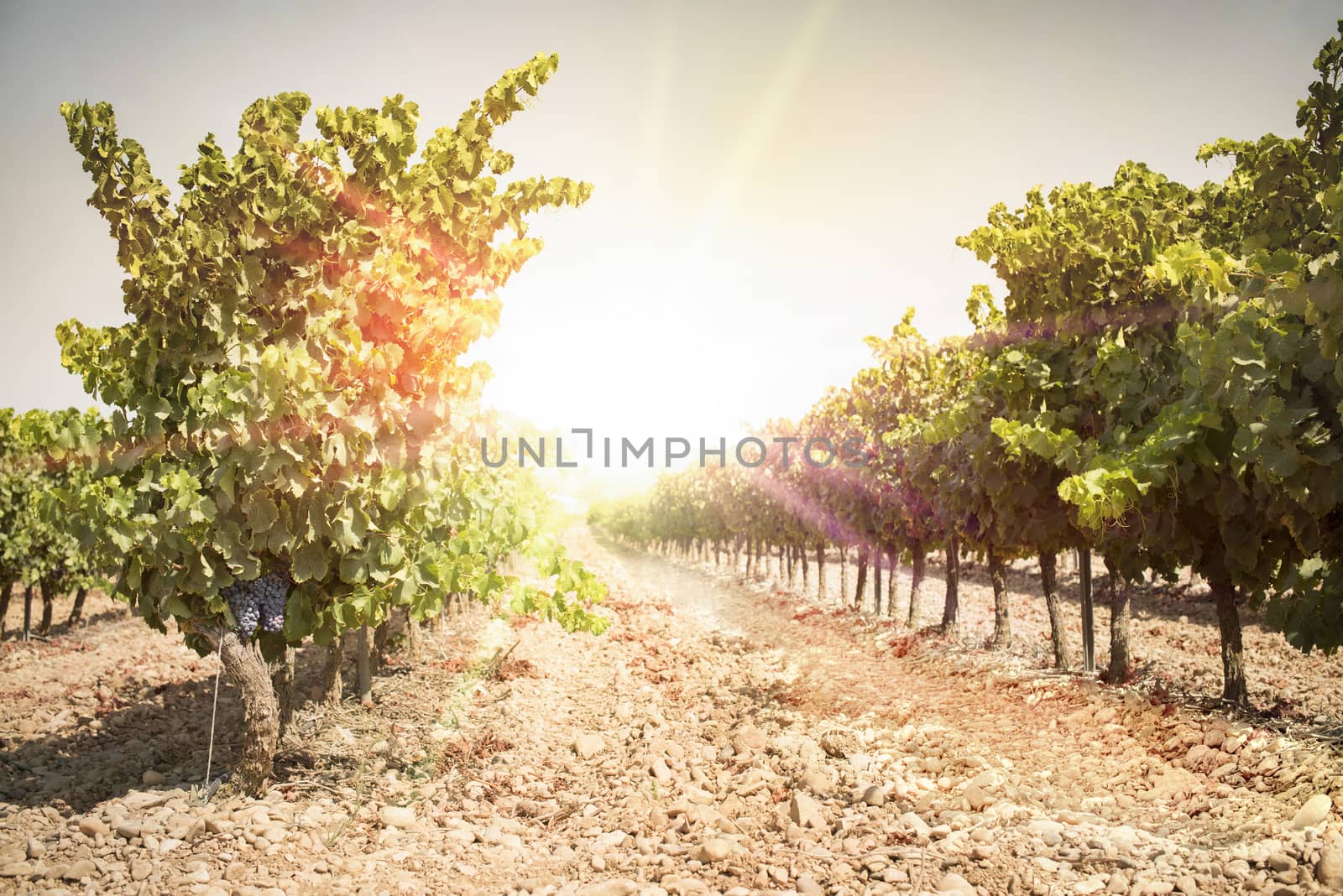 Grapes on sunset. Yellow red sun rays. Backlight sun