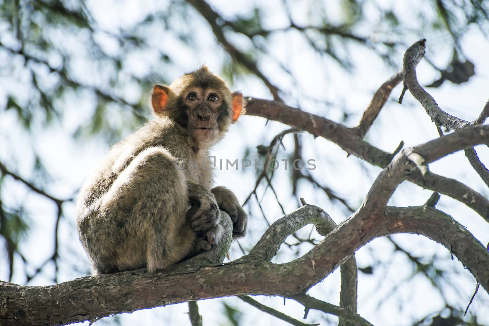 Baby monkey on a tree