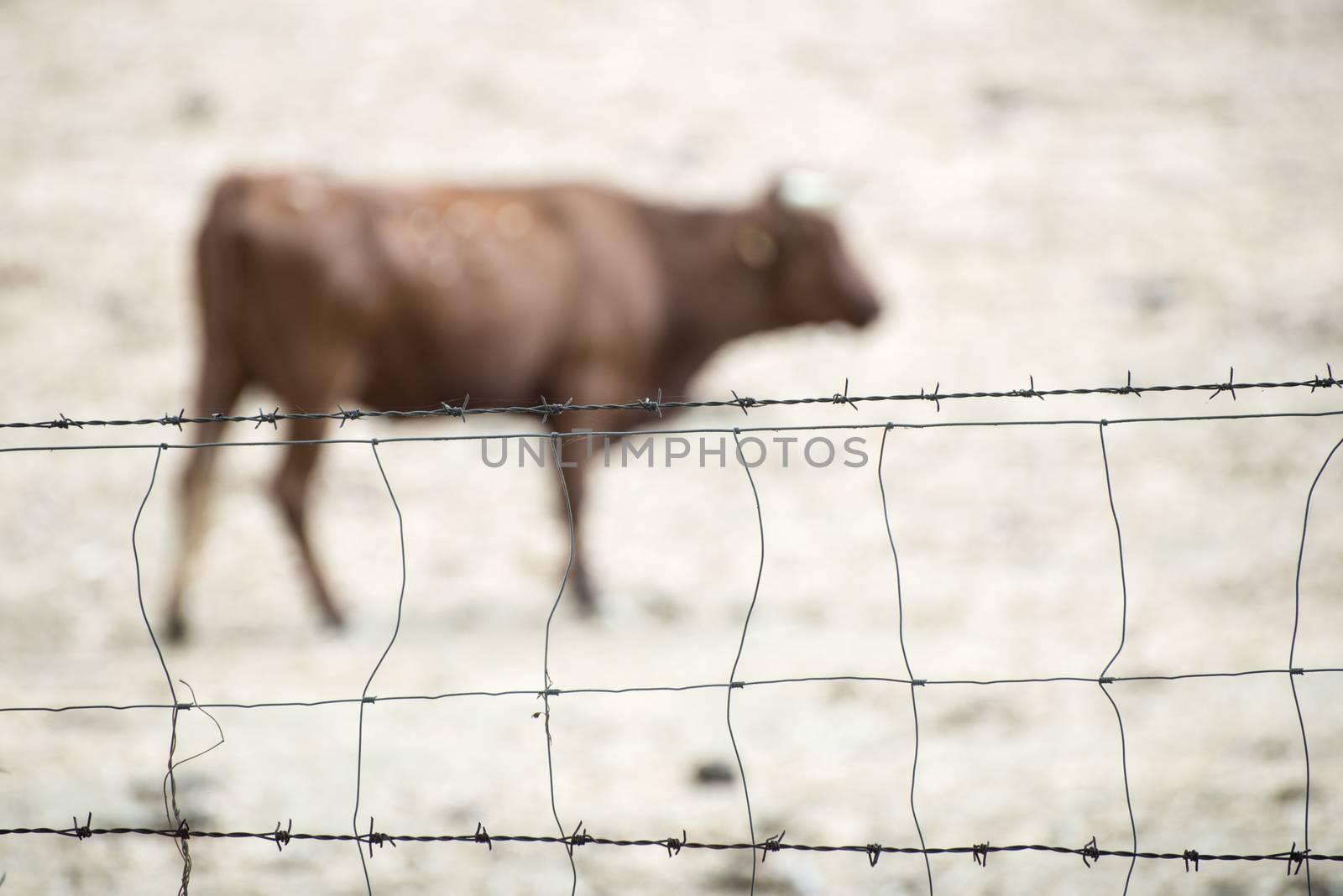 Cows on dairy farm. Brown cows behind fence