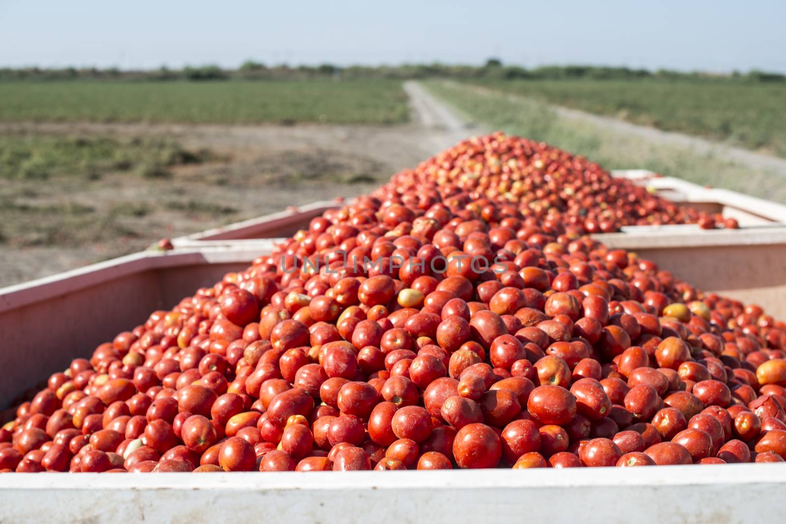 Harvester collects tomatoes in trailer. Close up pile tomatoes