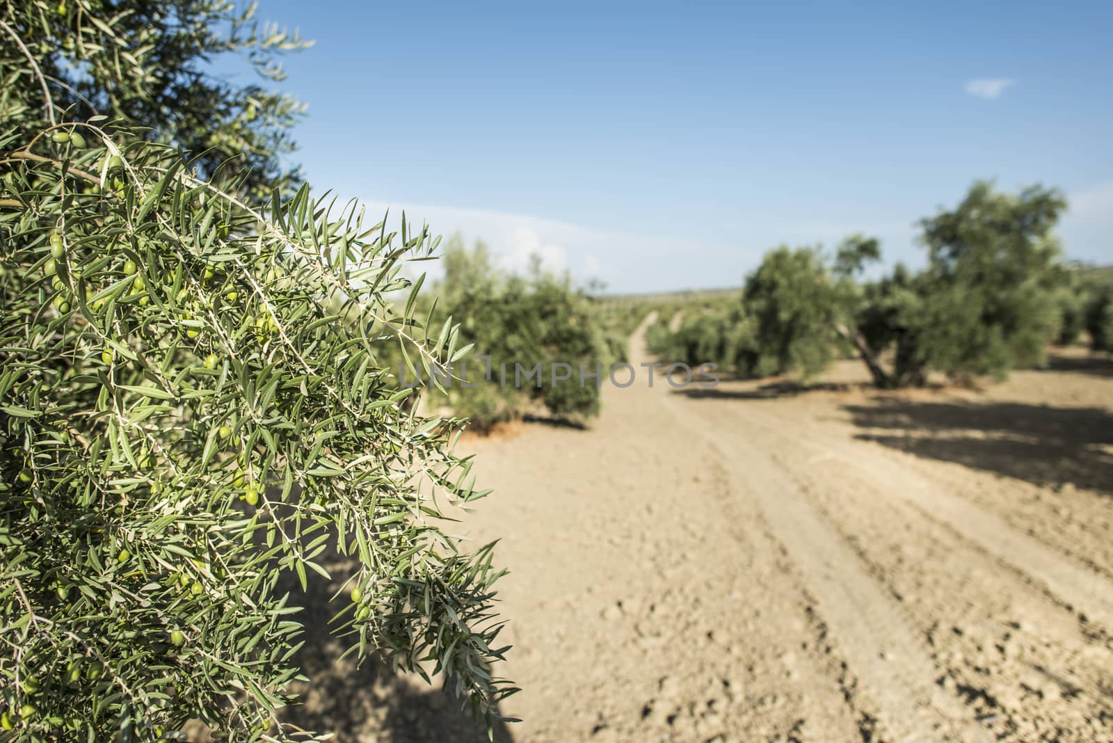 Olive branch with green olives