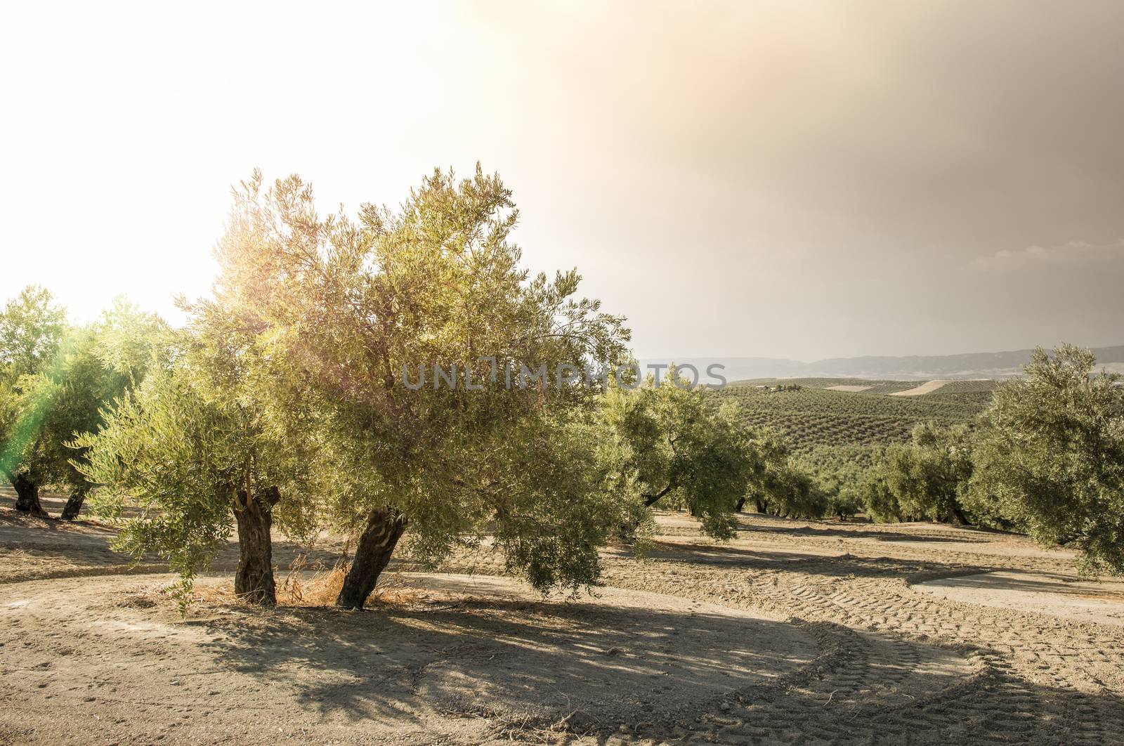 Olive trees at sunset. Sun rays