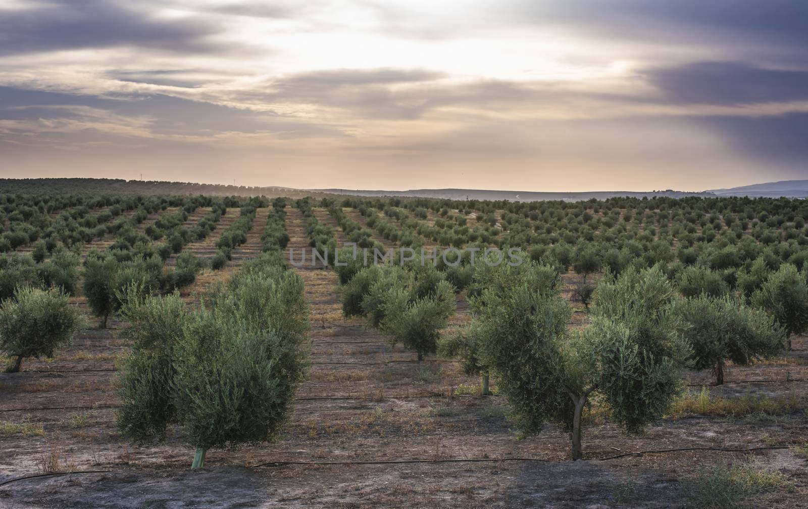 Olive trees at sunset. Sun rays