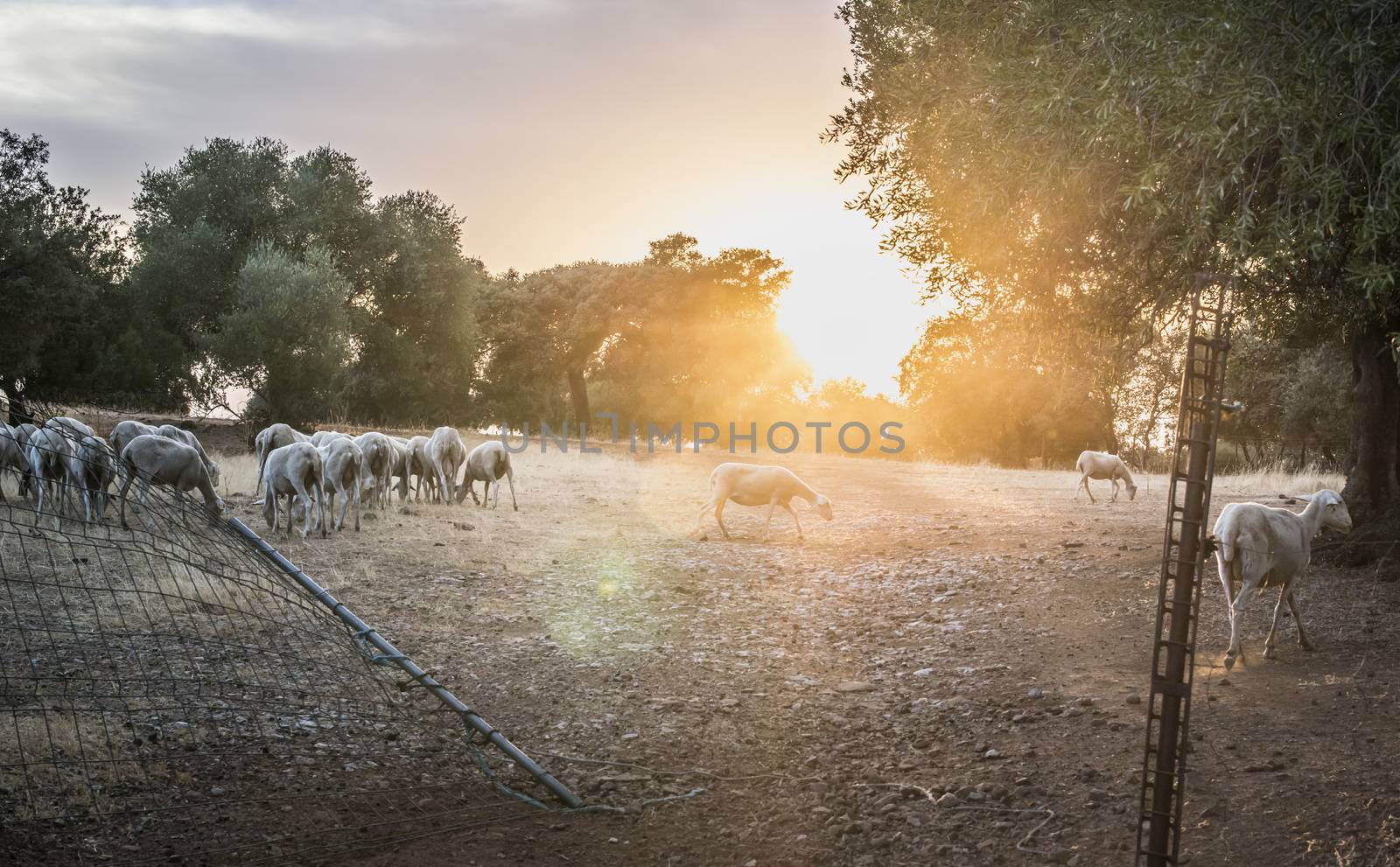 Flock of sheep at sunset in the mountain