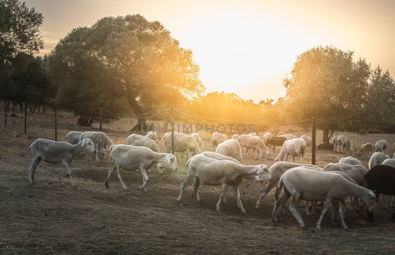Flock of sheep at sunset in the mountain