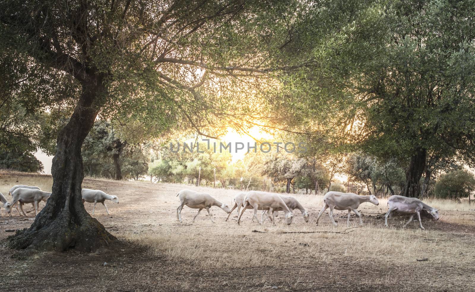 Flock of sheep at sunset in the mountain