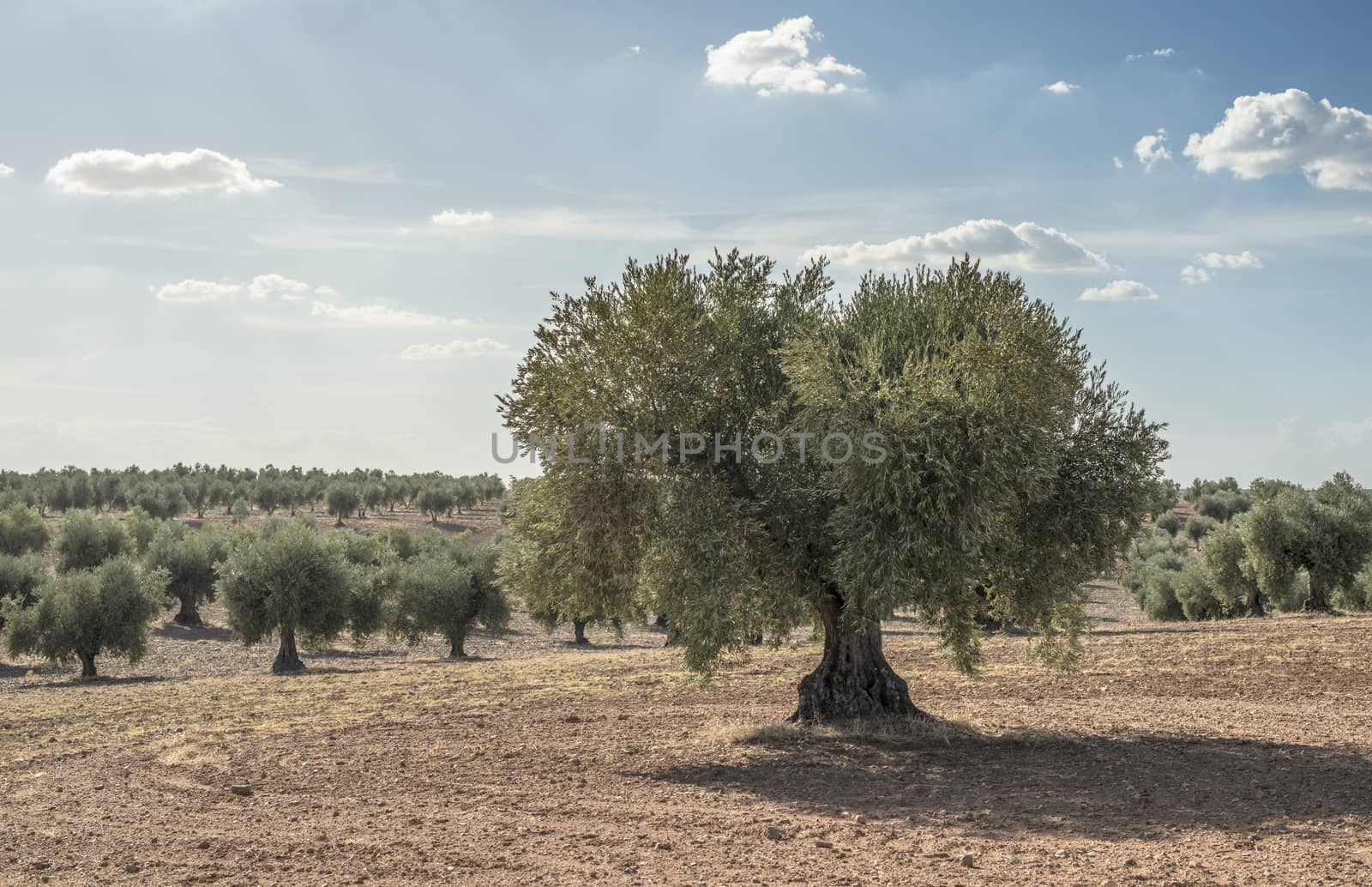 Olive farm. Olive trees in row and blue sky