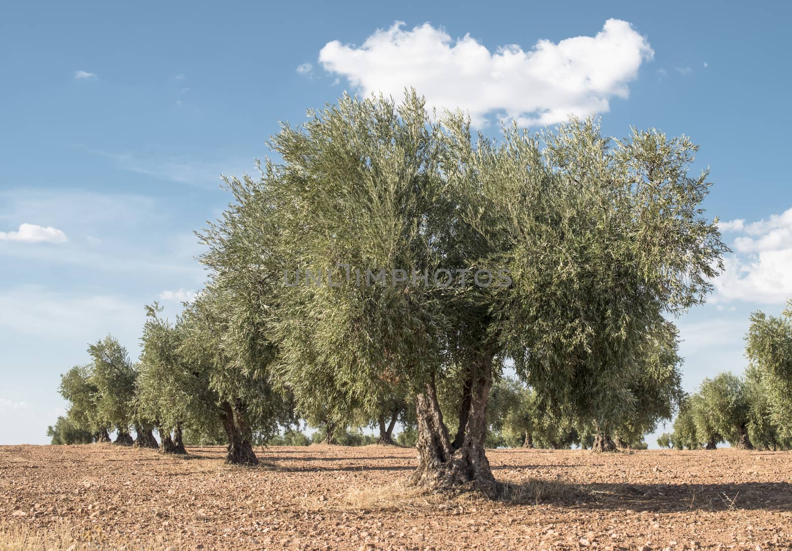 Olive farm. Olive trees in row and blue sky