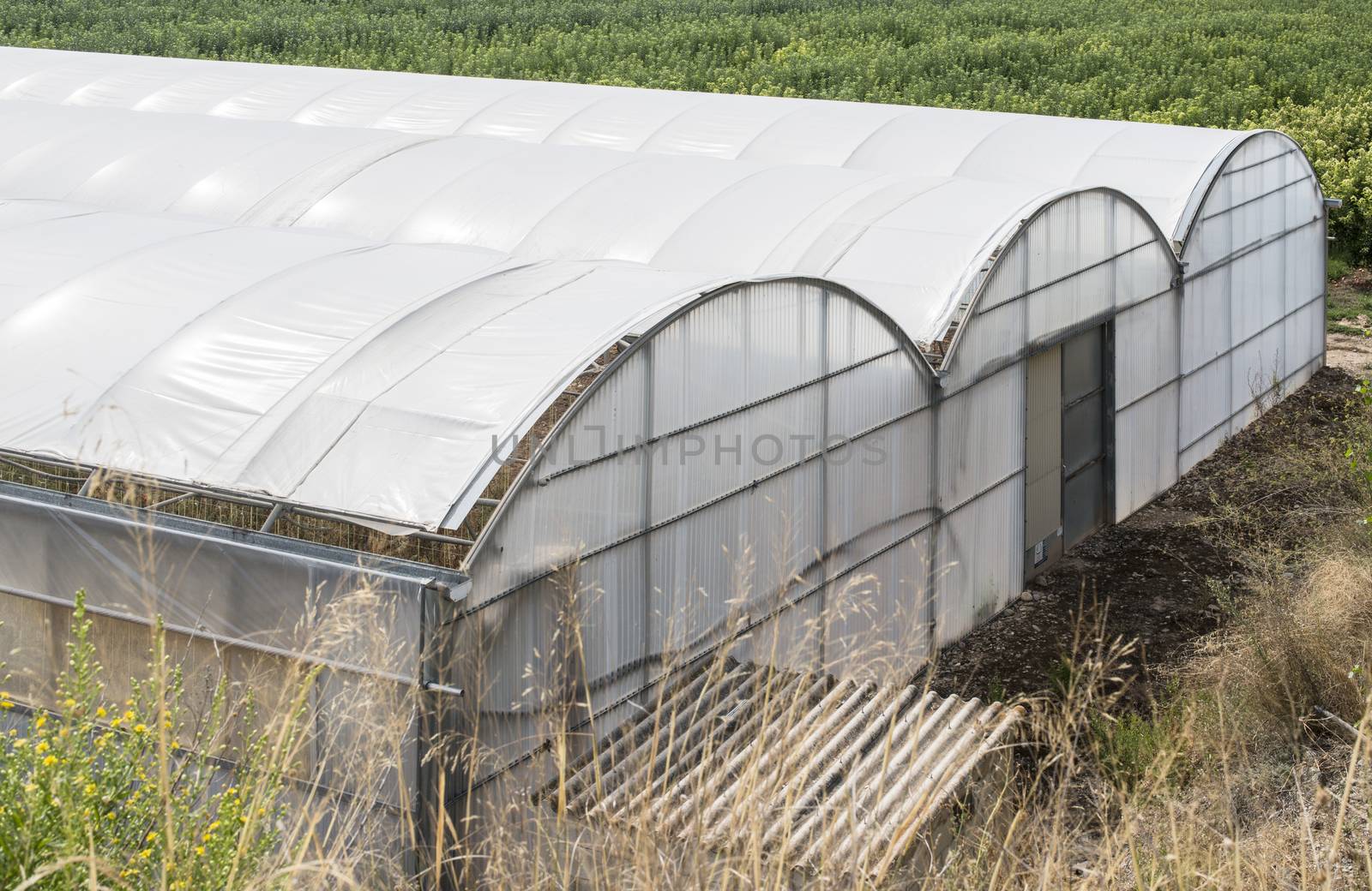 Greenhouse ousite view