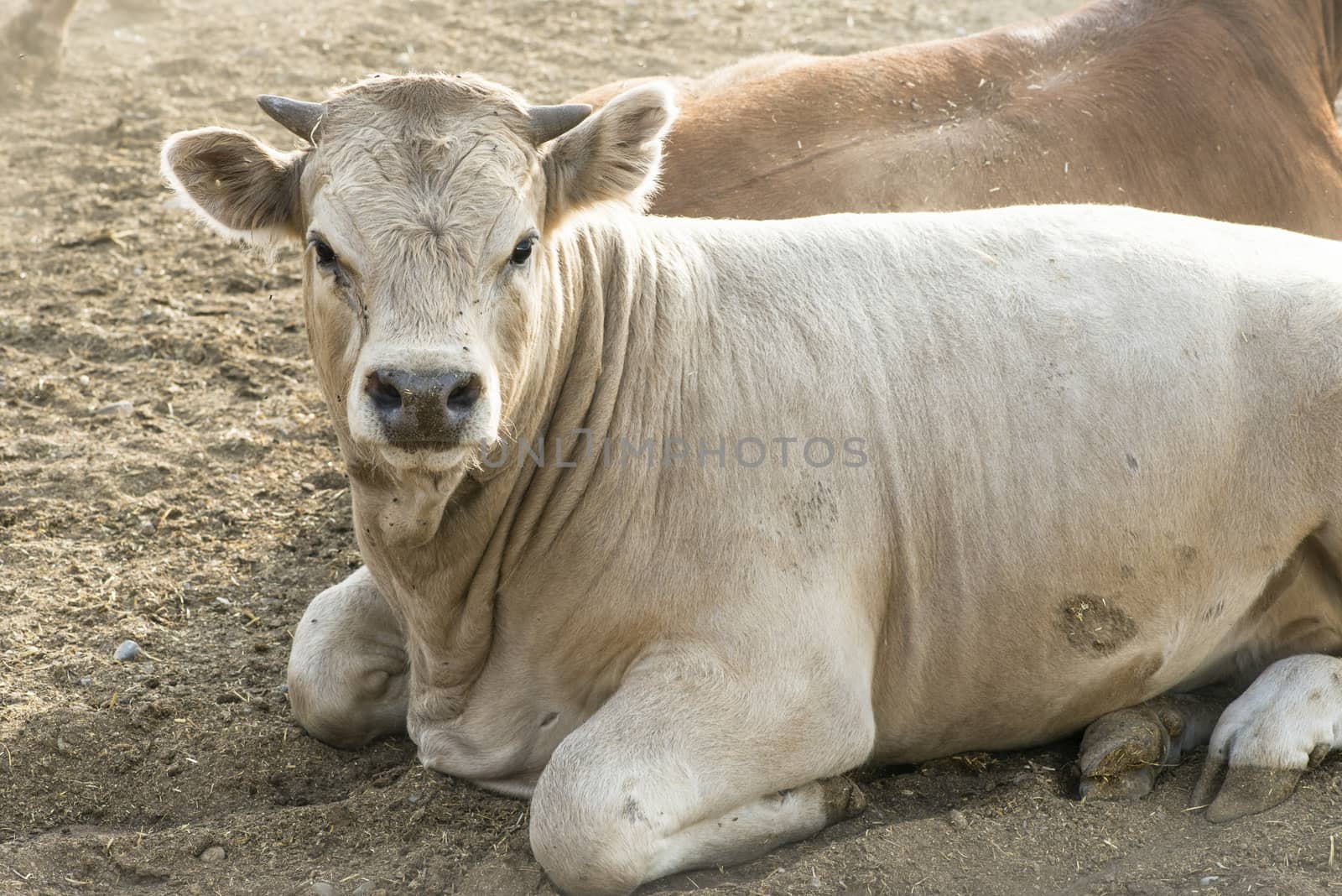 One bull in farm. Close up