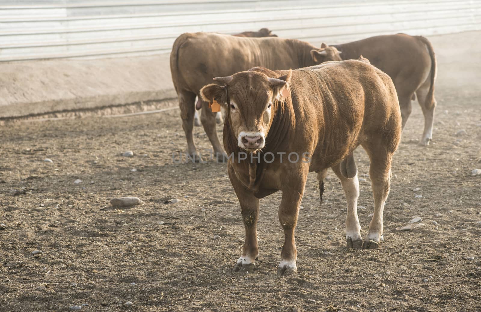 One bull in farm. Close up