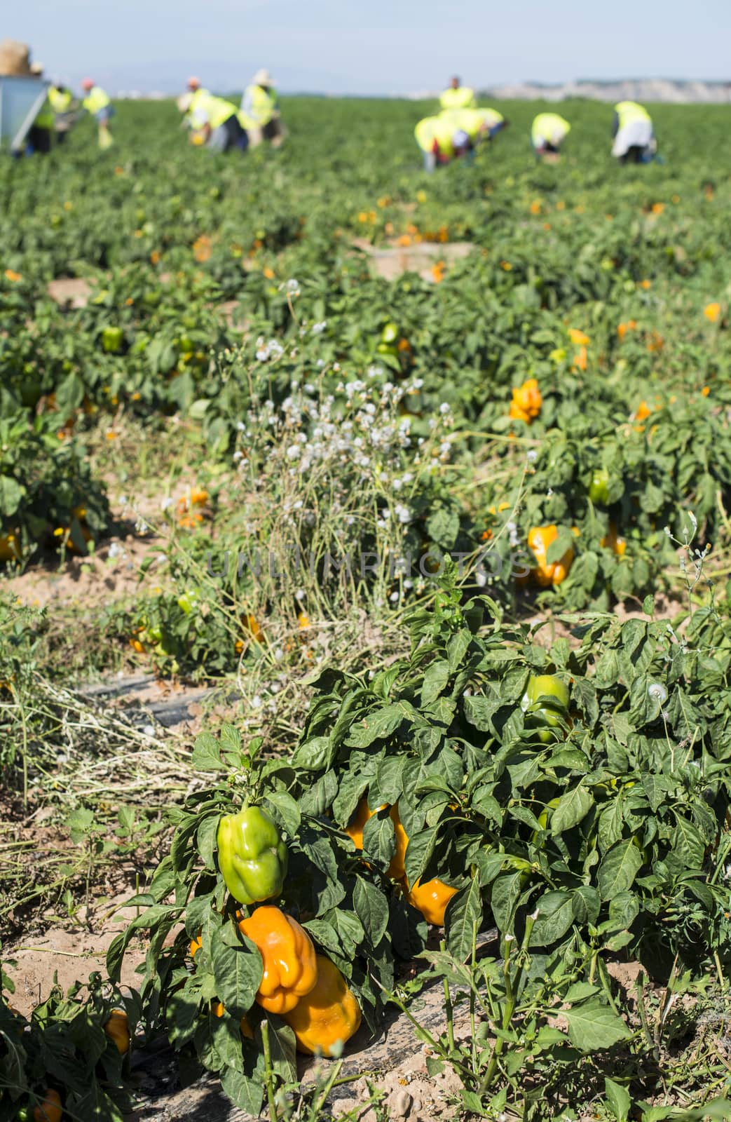 Picking peppers on agriculture field by deyan_georgiev