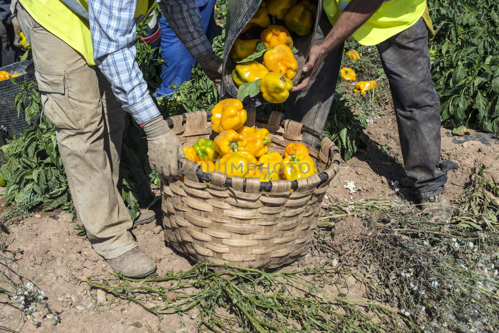 People picking peppers on agriculture field