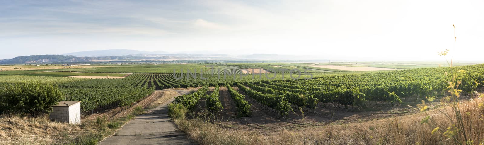 Vineyards on the hill by deyan_georgiev