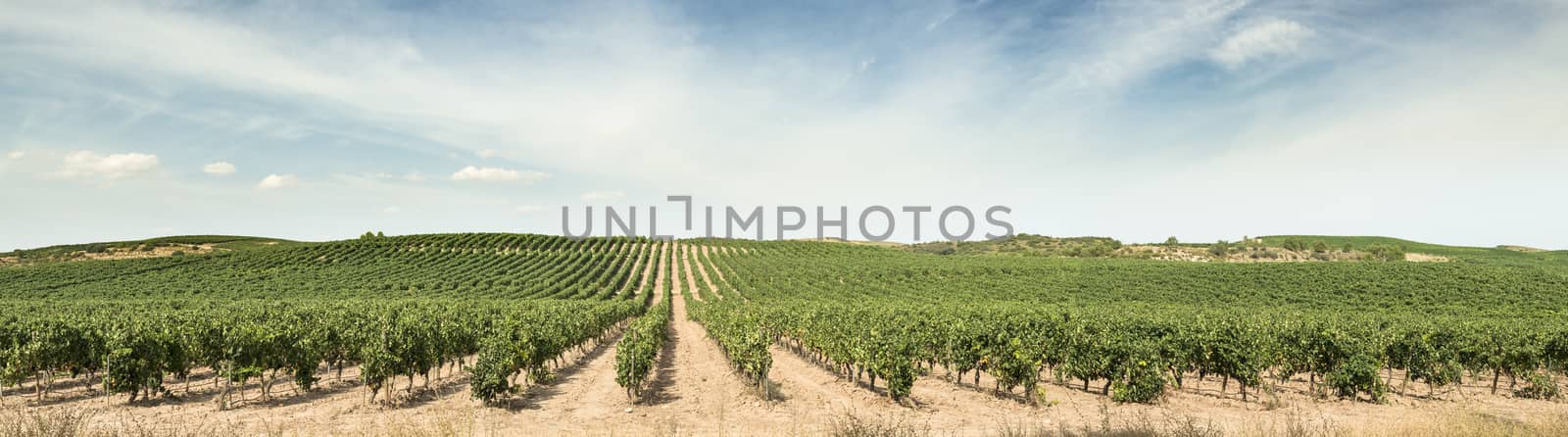 Vine grapes panorama on sunlight