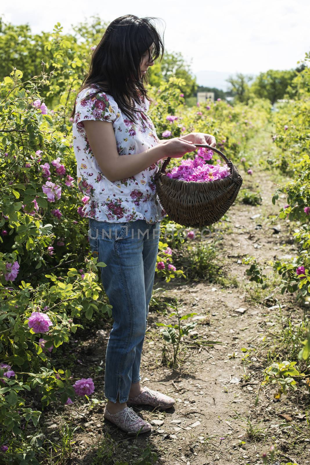Woman picking color of oilseed roses by deyan_georgiev