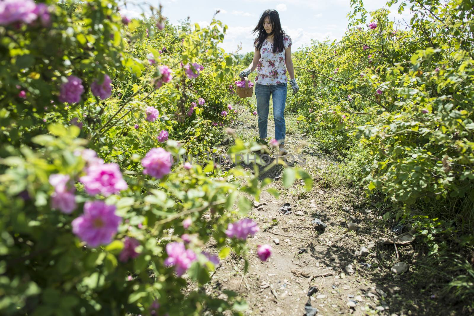 Woman picking color of oilseed roses by deyan_georgiev