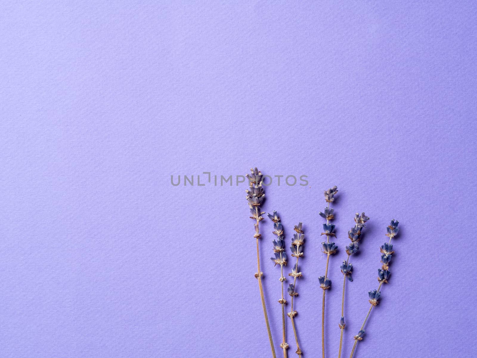violet lavender flowers arranged on bright purple background. Top view, flat lay. Minimal concept. Copy space for text.