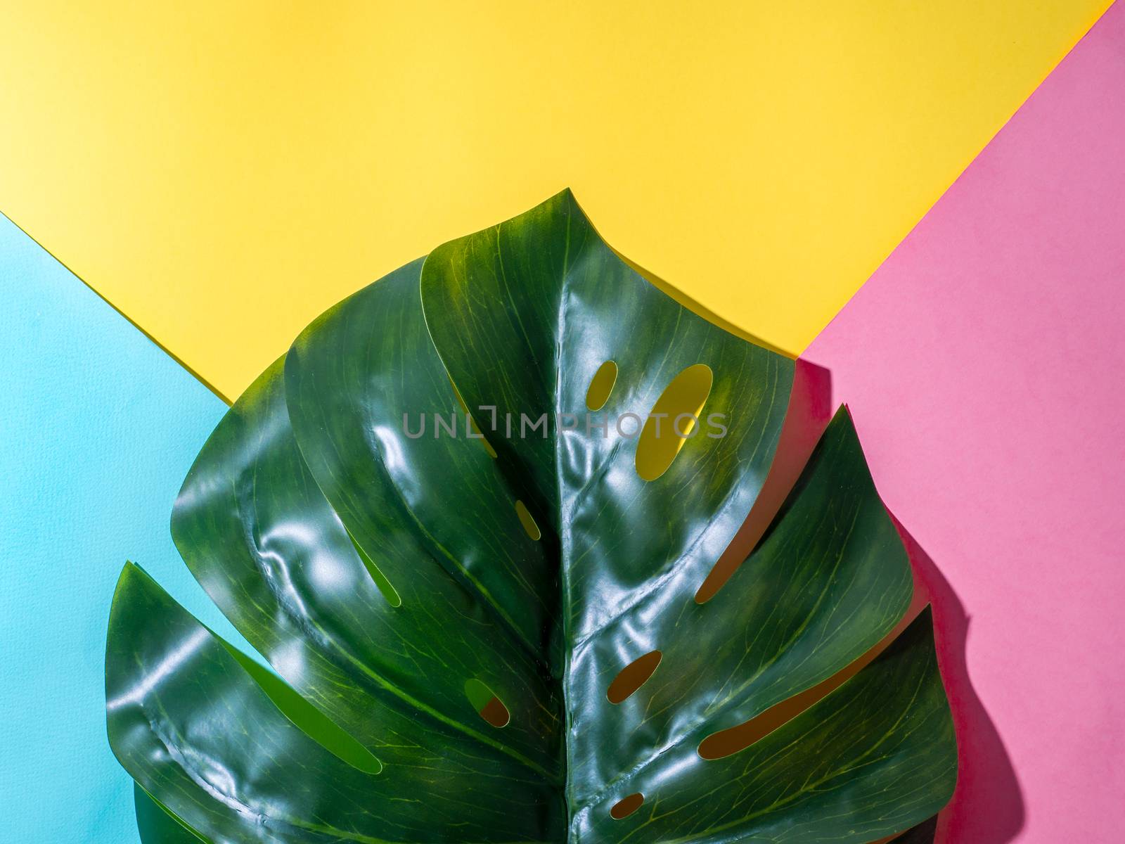 Monstera leaf on colorful blue pink yellow background. Tropical plant monstera. Creative layout for design, wallpaper. Copy space for text.
