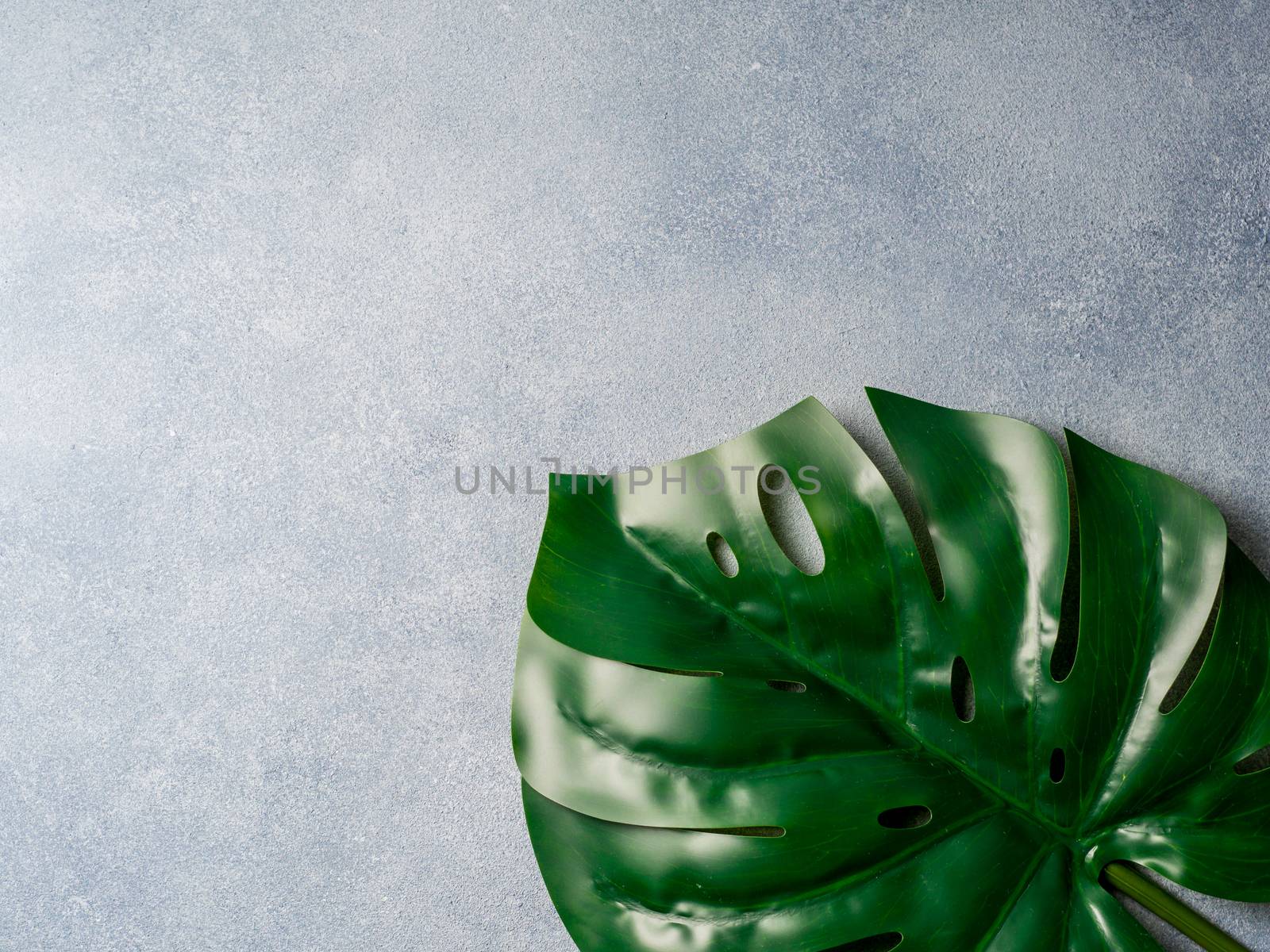 Monstera leaf on gray background by fascinadora
