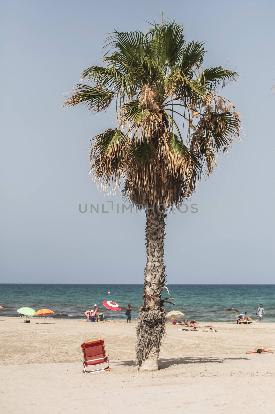 Palm and many people on the beach by deyan_georgiev