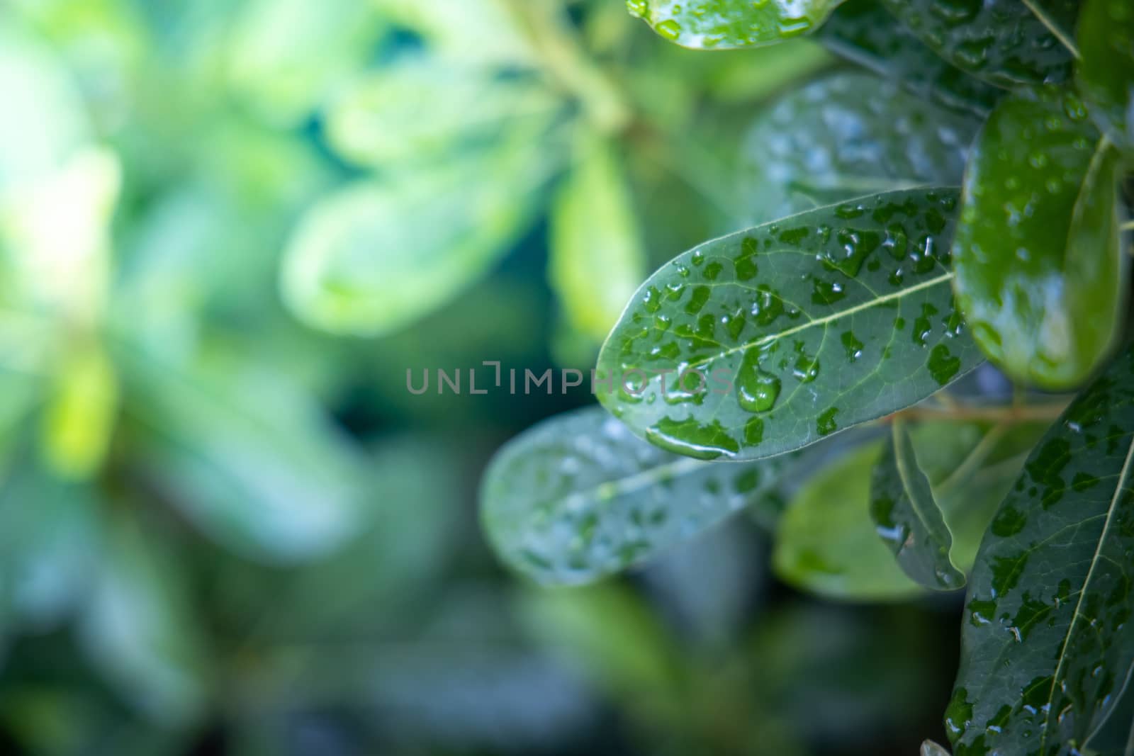 Close Up green leaf under sunlight in the garden. Natural backgr by teerawit