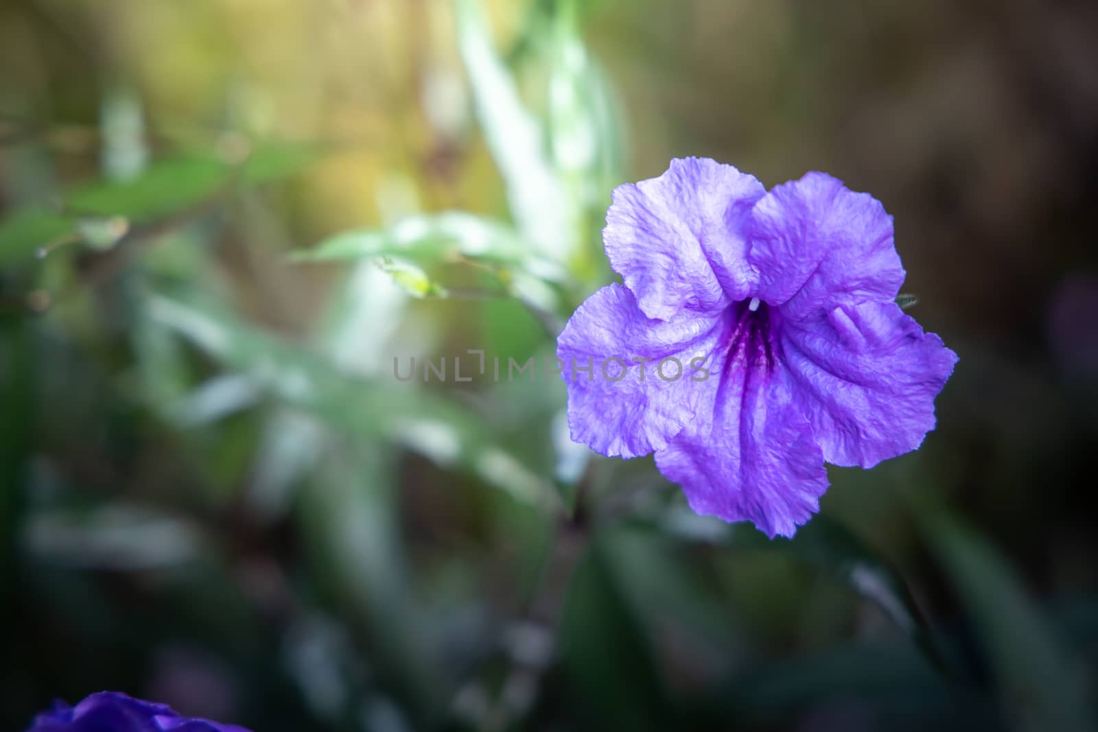 The background image of the colorful flowers by teerawit