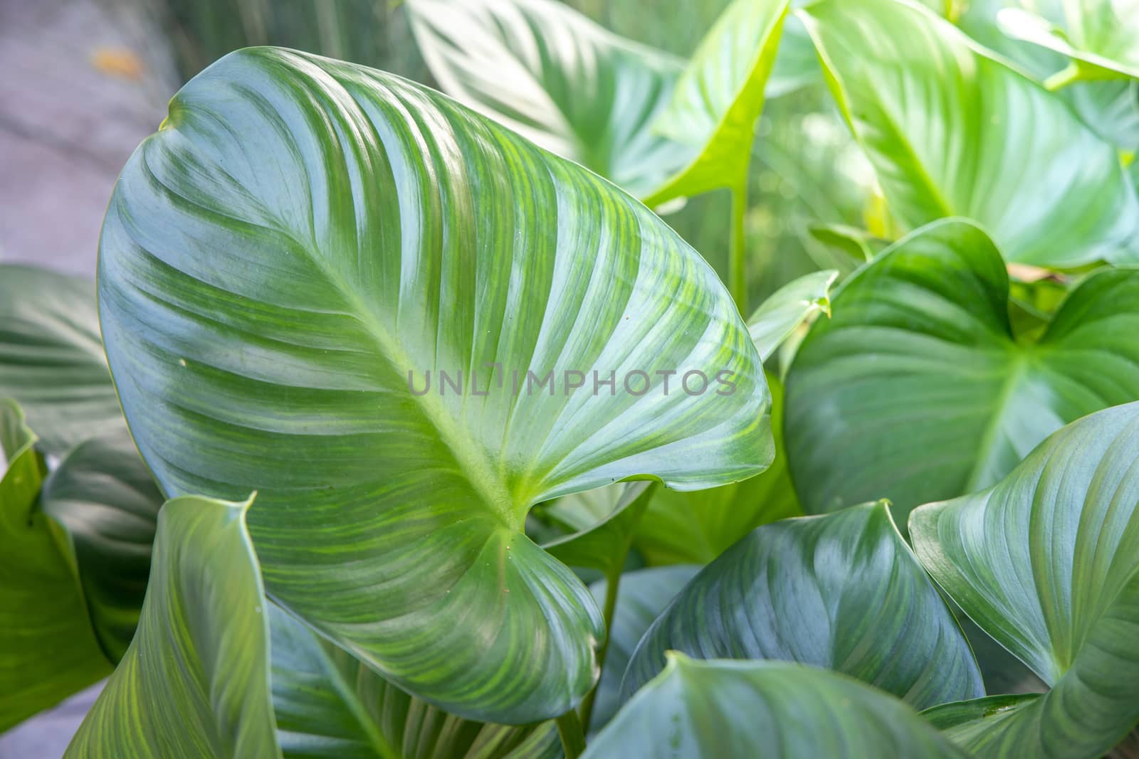 Close Up green leaf under sunlight in the garden. Natural background with copy space.