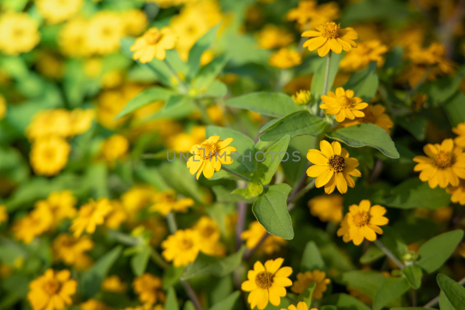 The background image of the colorful flowers by teerawit