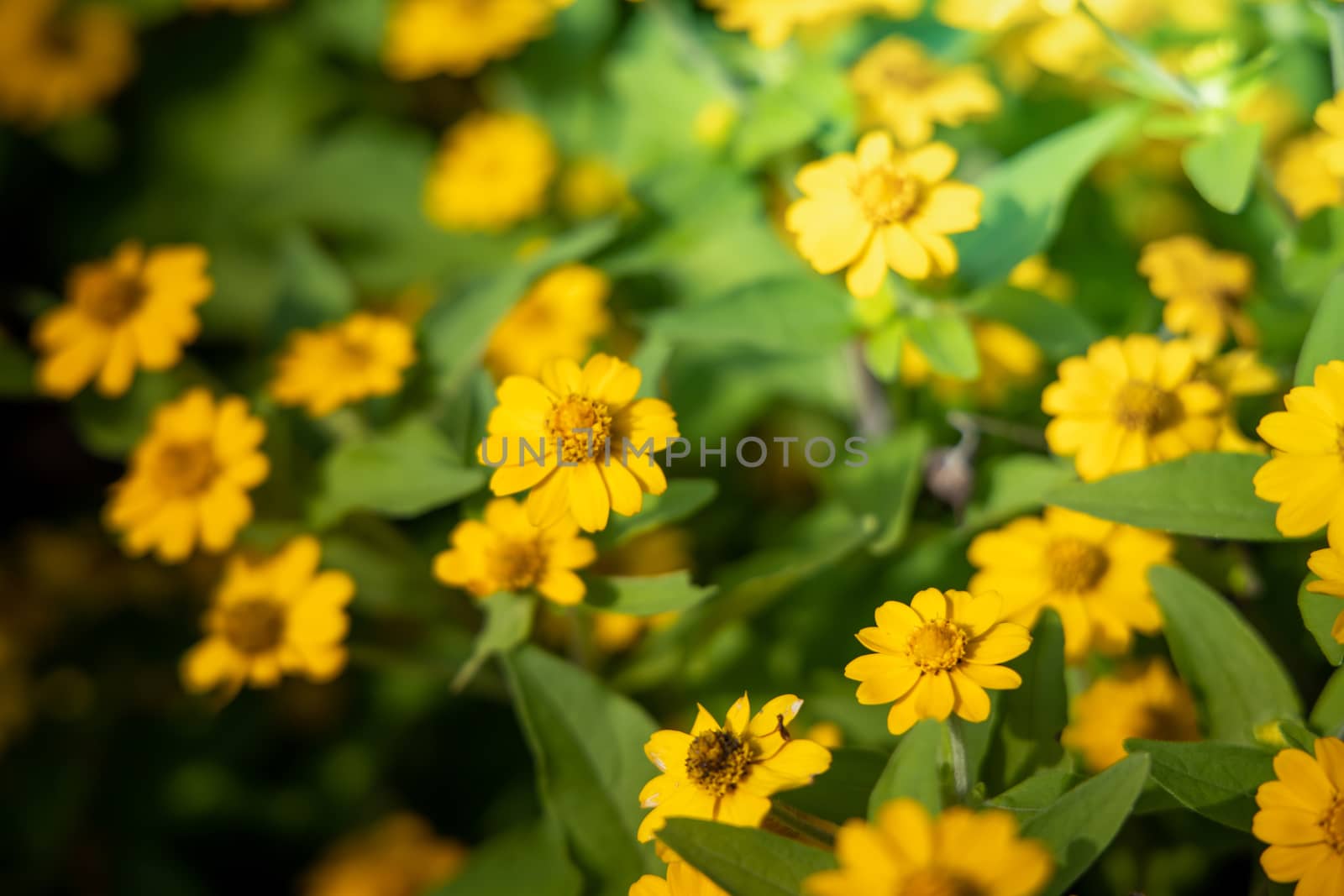 The background image of the colorful flowers by teerawit