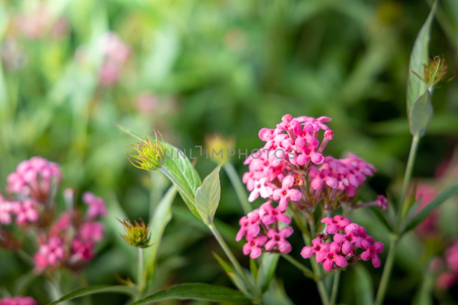 The background image of the colorful flowers, background nature