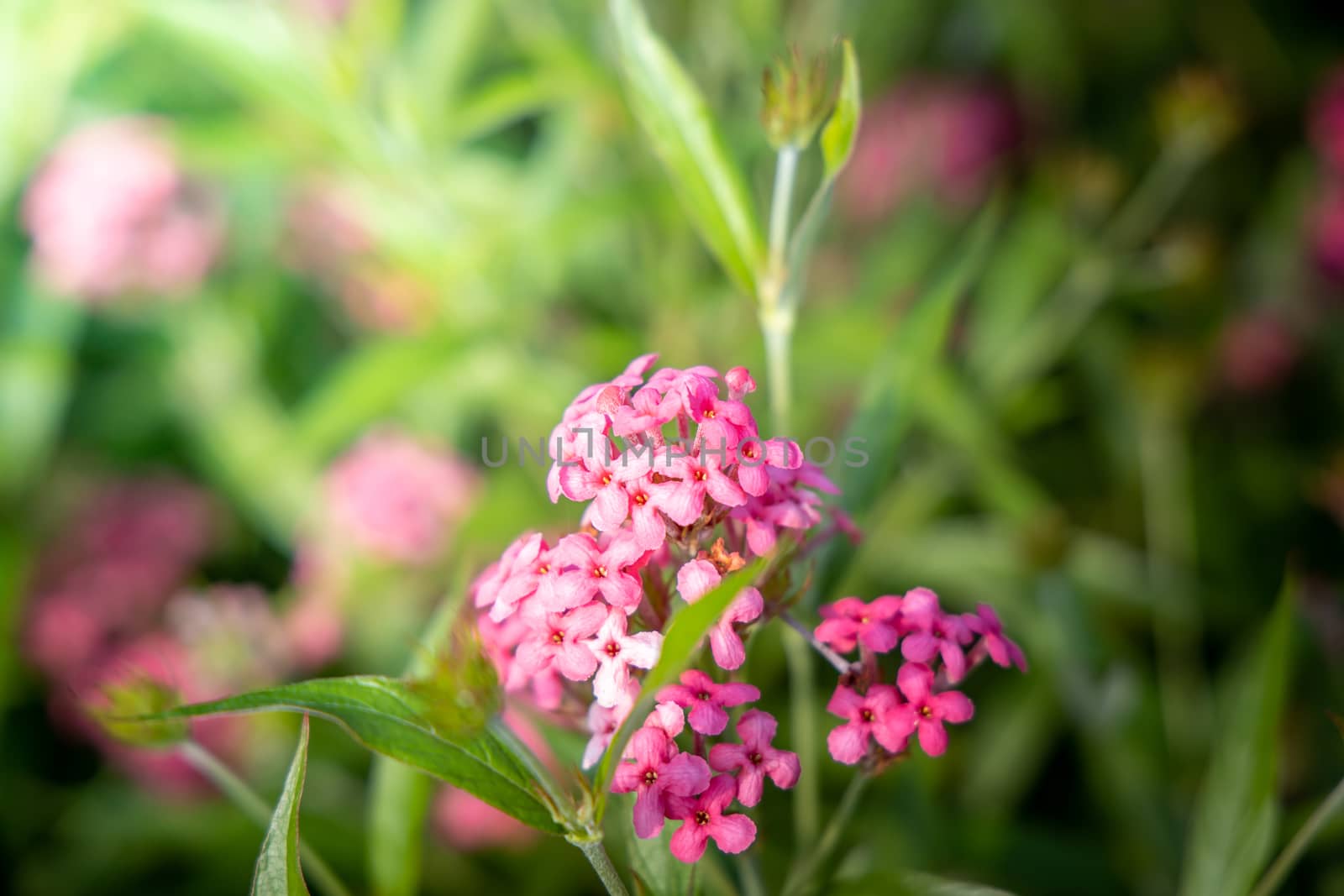 The background image of the colorful flowers, background nature