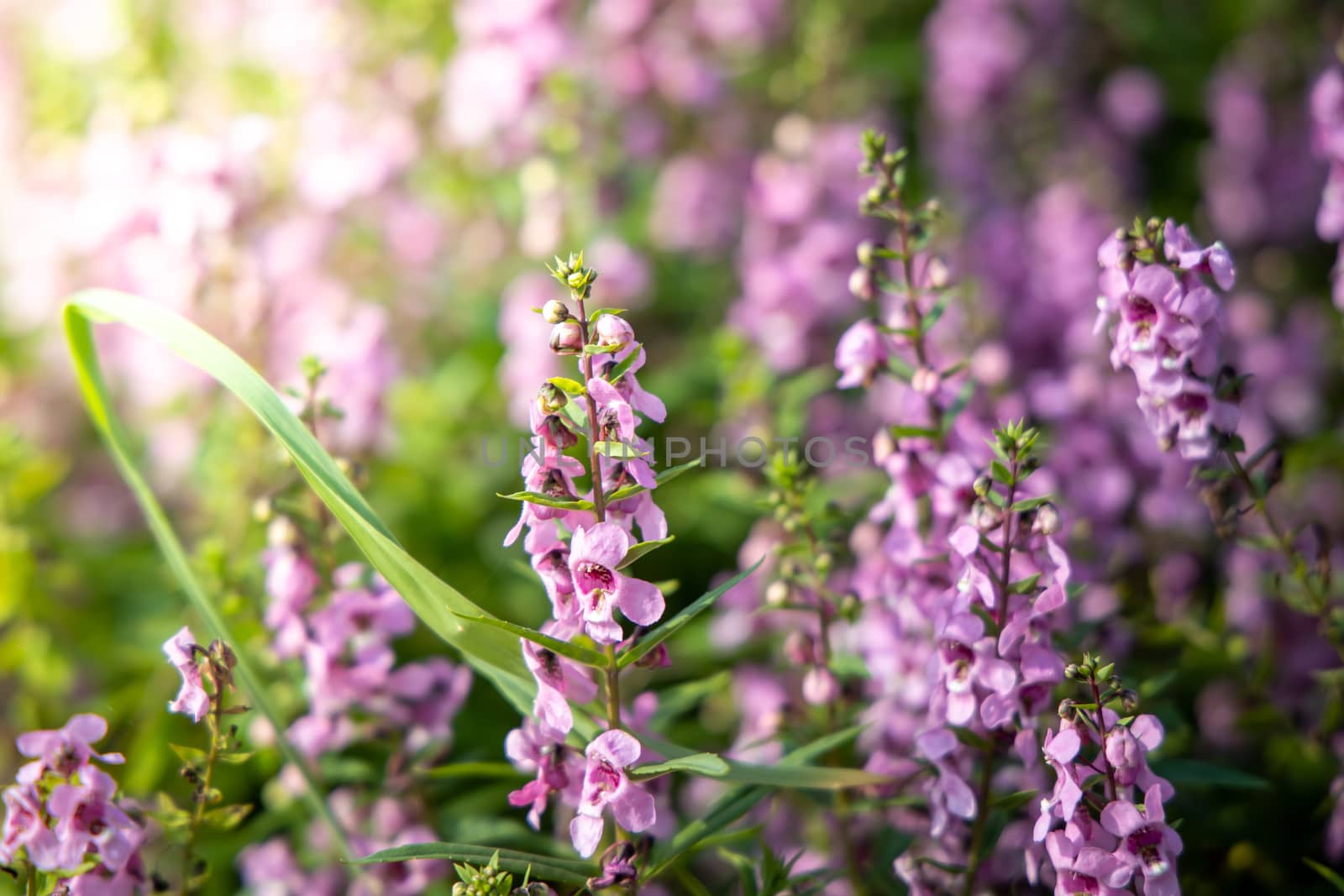 The background image of the colorful flowers by teerawit