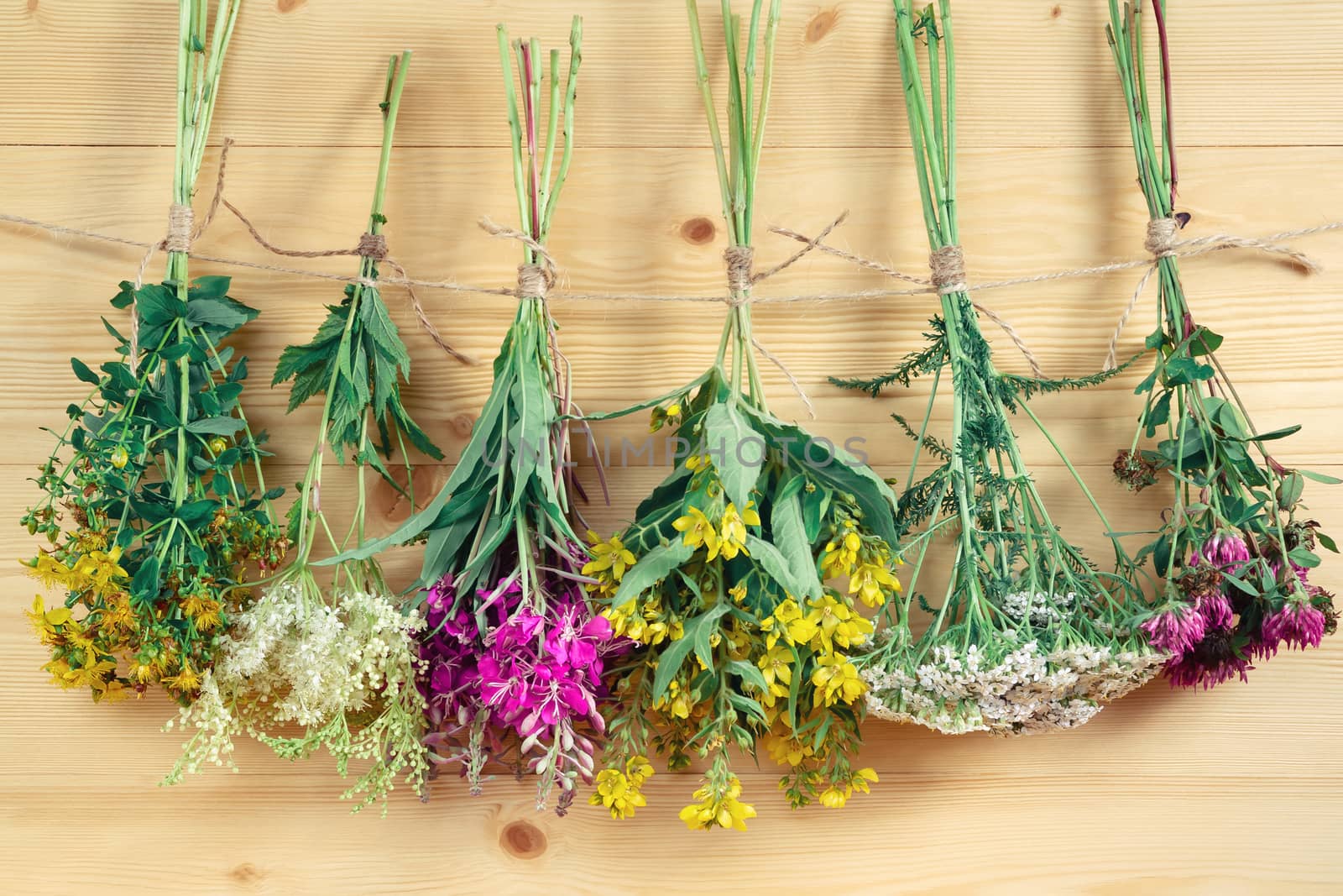 Bundles of medicinal herbs dried near a light wooden wall, alternative medicine and herbal treatment concept.