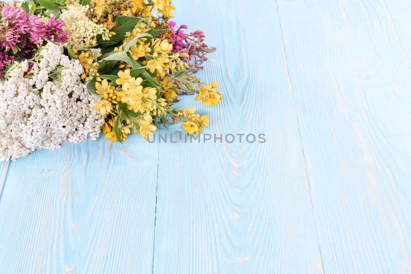 Bundles of medicinal herbs on a blue wooden background, alternative medicine and herbal treatment concept, copy space, place for text.