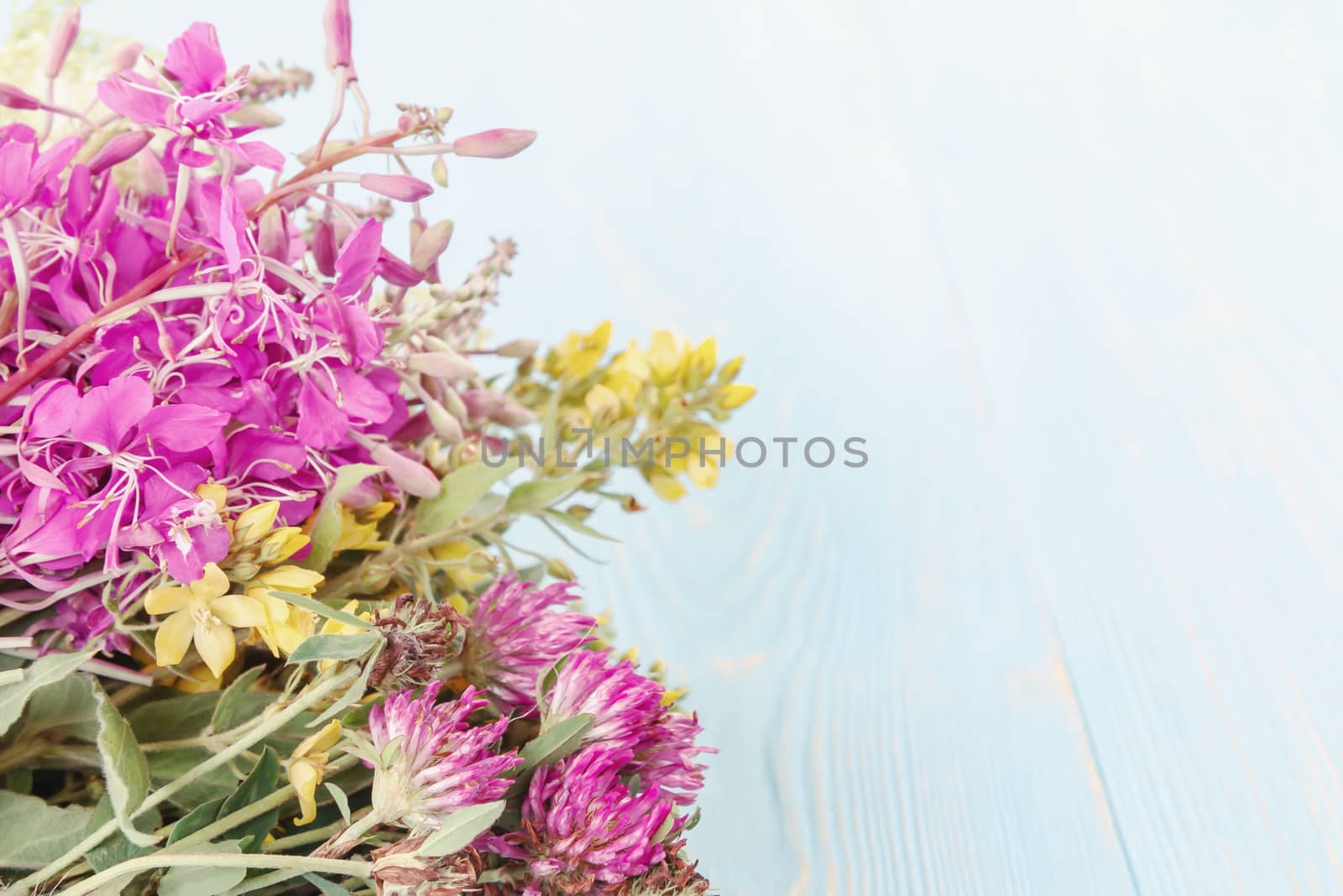 Bundles of medicinal herbs on a blue wooden background, alternative medicine and herbal treatment concept, copy space, place for text.