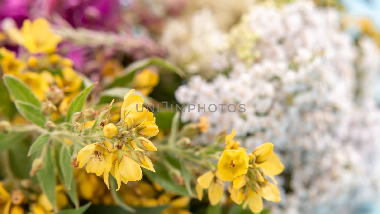 Bundles of medicinal herbs close up background, alternative medicine and herbal treatment concept.