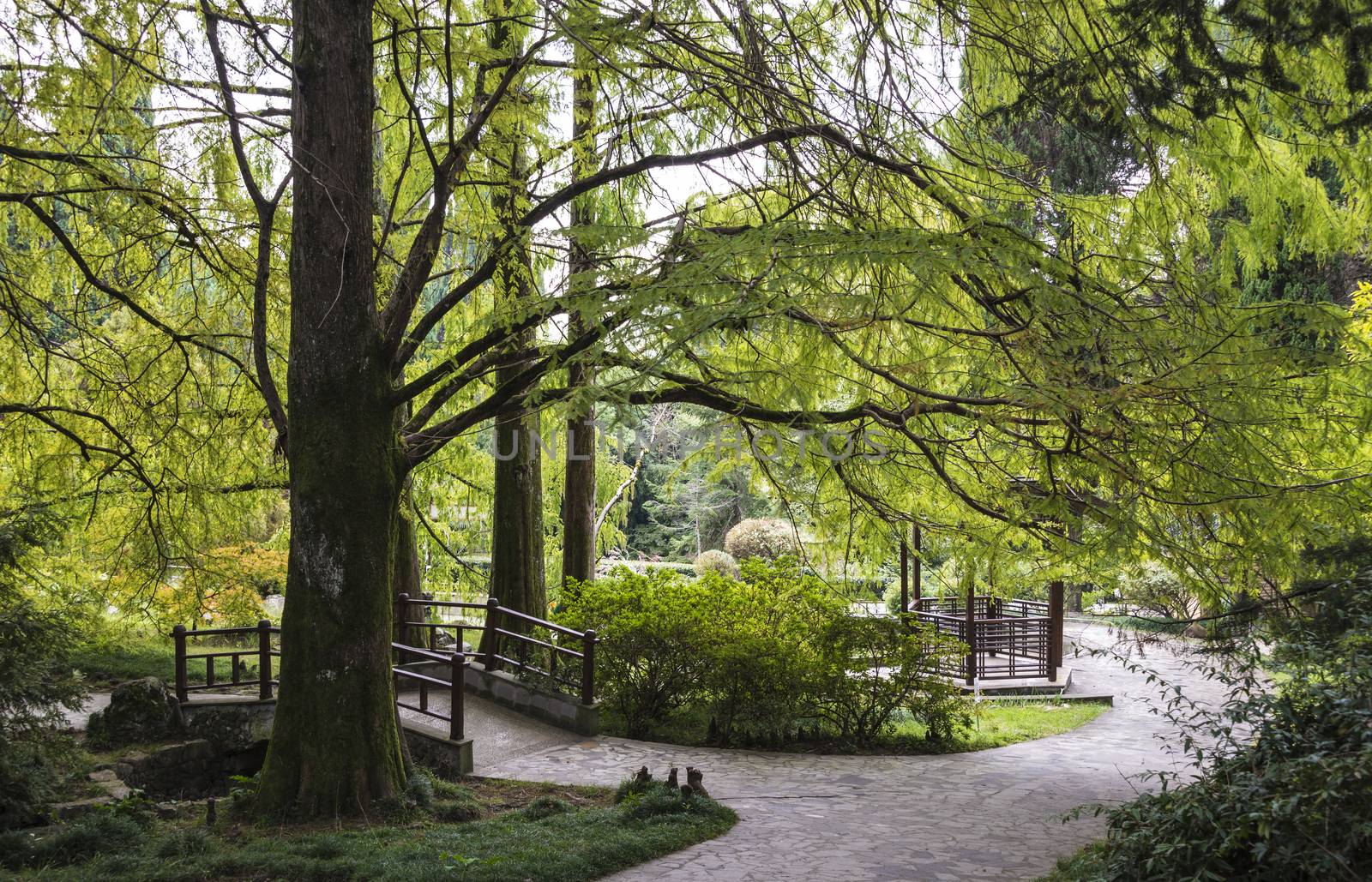 The natural landscape of the Arboretum in Sochi, Russia.
