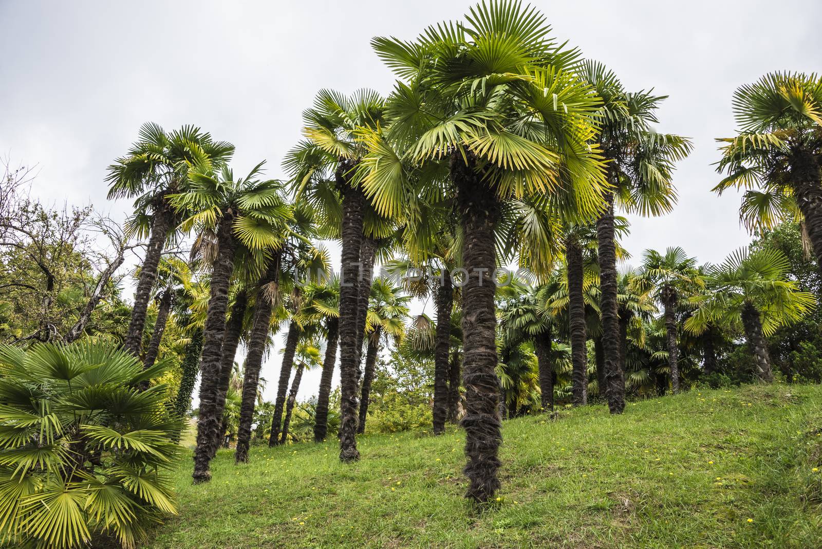 The natural landscape of the Arboretum in Sochi, Russia.