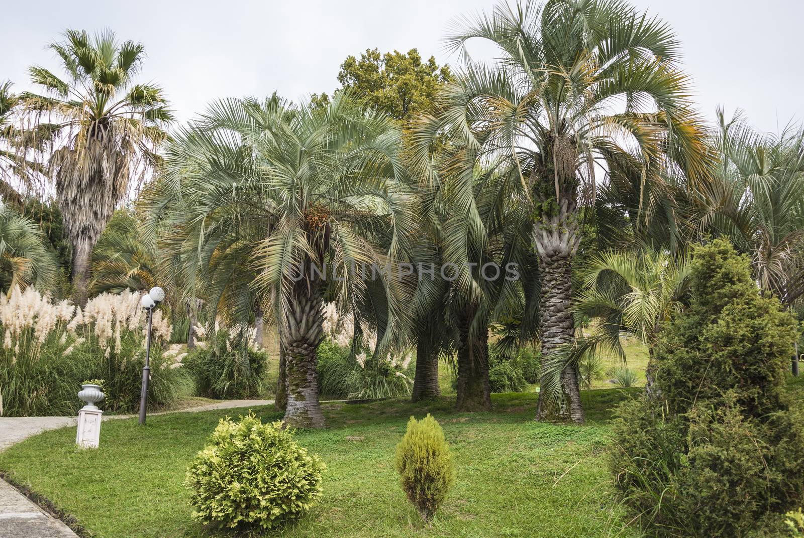 The natural landscape of the Arboretum in Sochi, Russia.