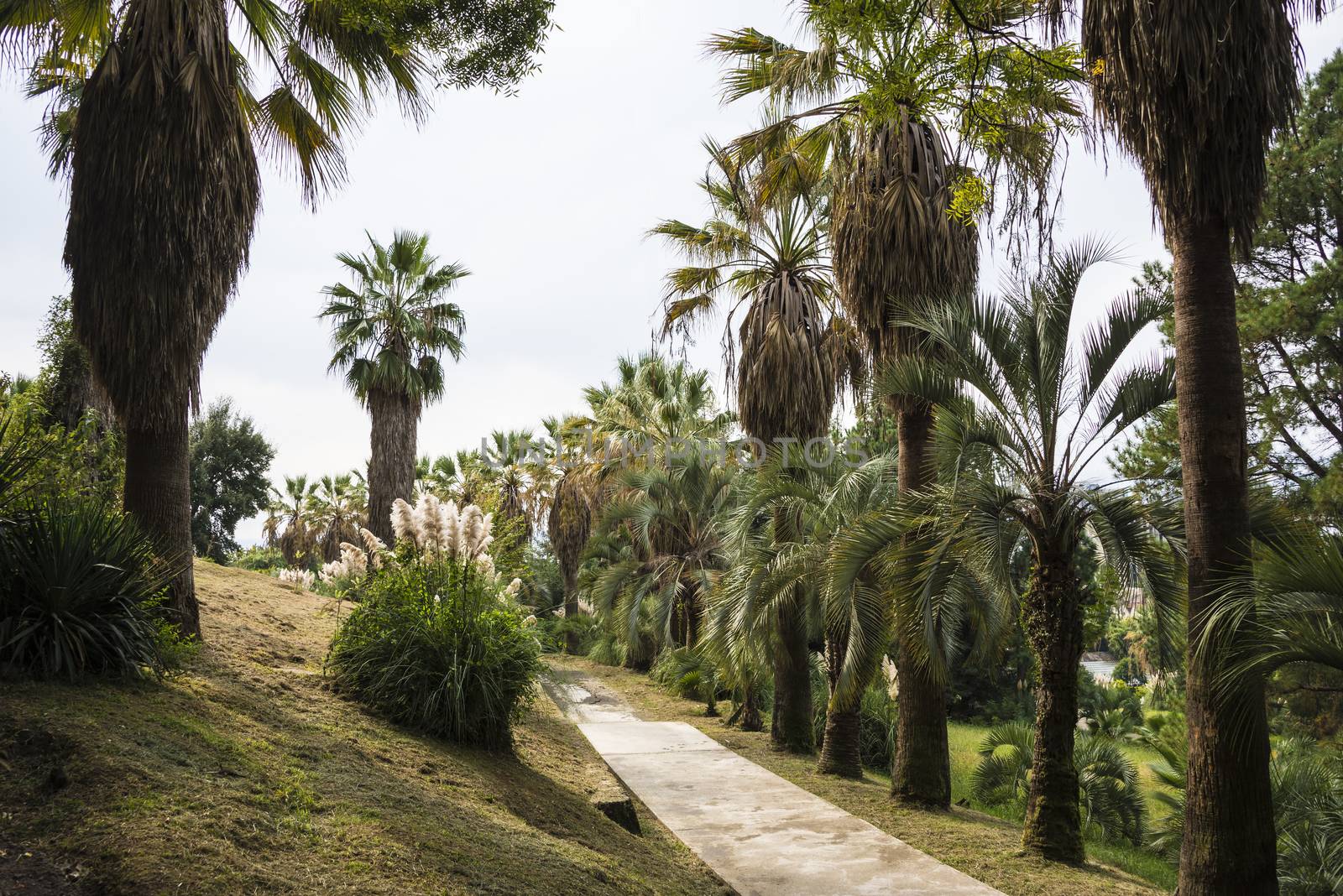 The natural landscape of the Arboretum in Sochi, Russia.