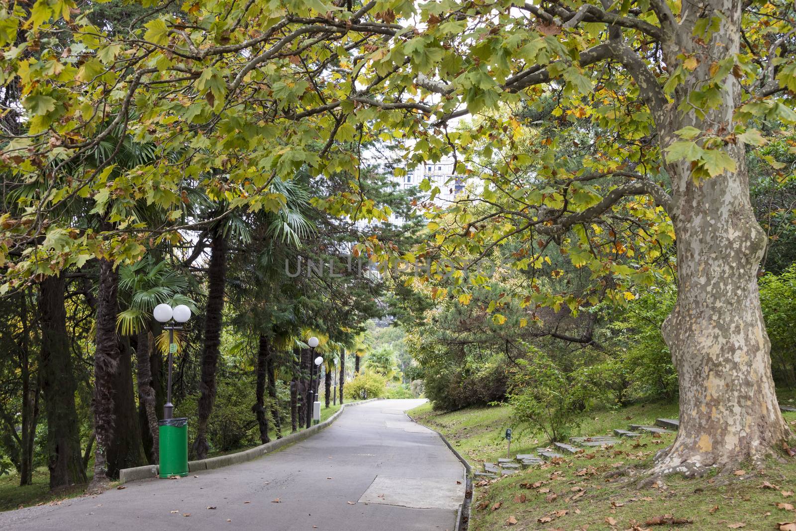 The natural landscape of the Arboretum in Sochi, Russia.