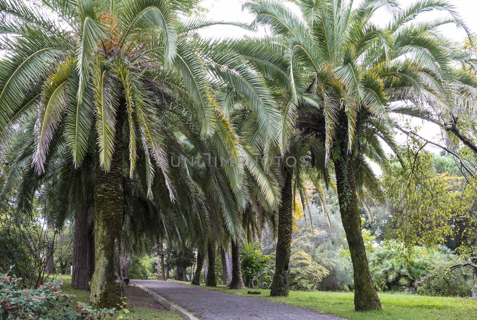 The natural landscape of the Arboretum in Sochi, Russia.