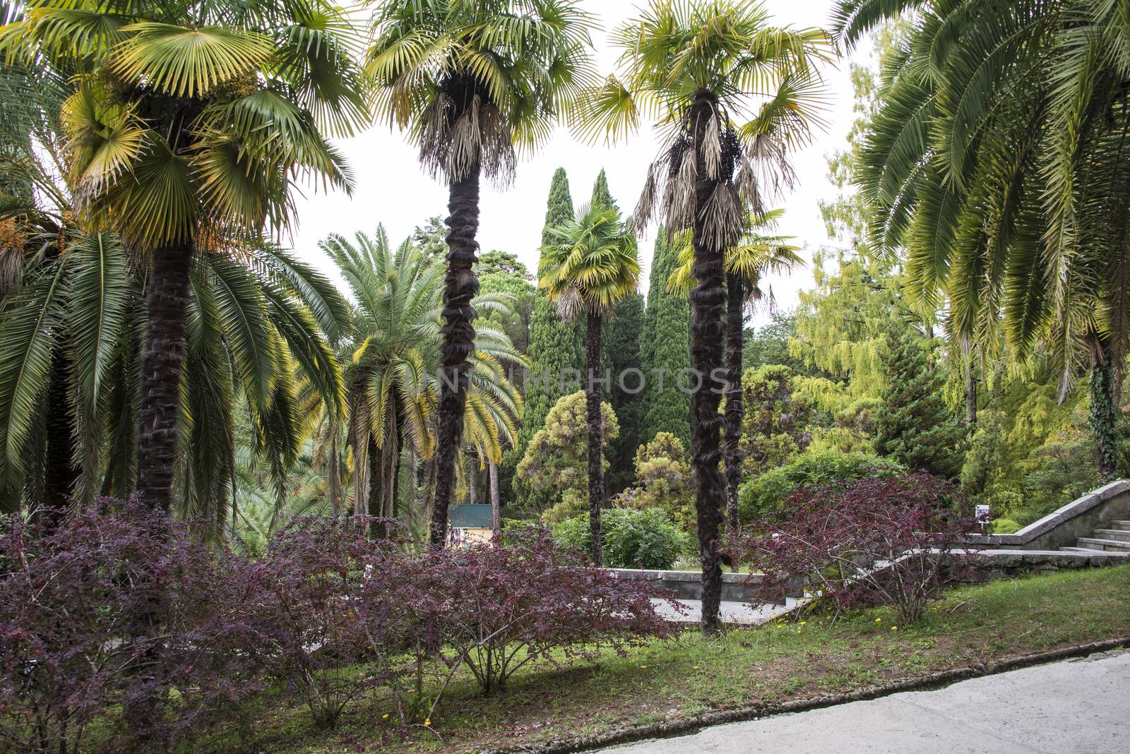 The natural landscape of the Arboretum in Sochi, Russia.