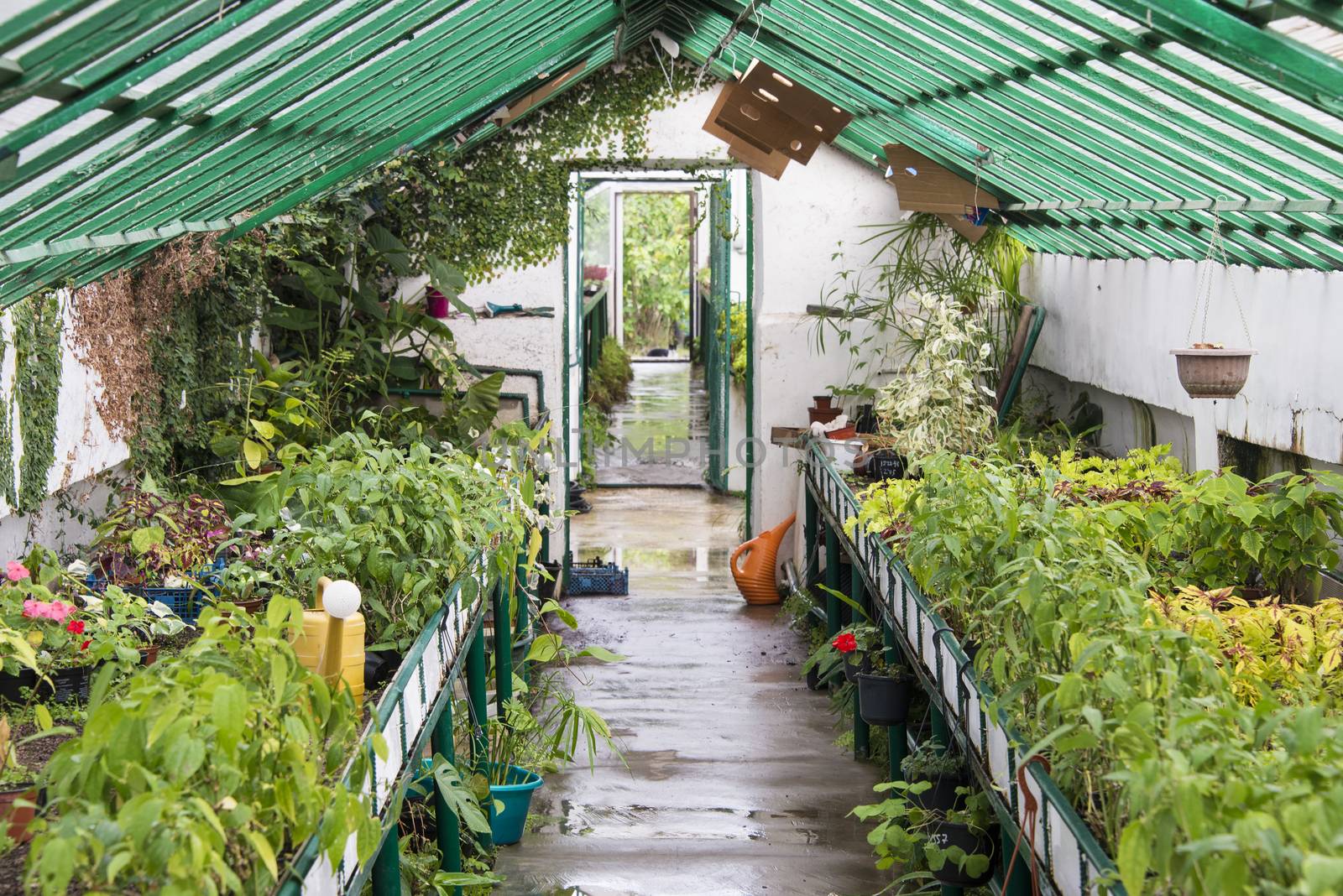 The cultivation of plants in pots in the greenhouse.