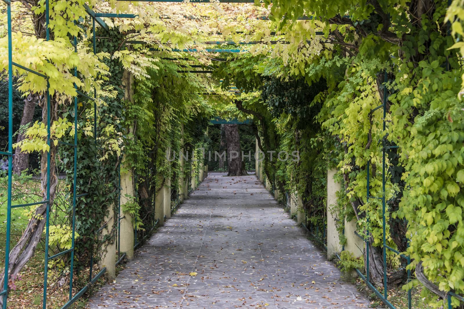 Tunnel of plants in the arboretum of Sochi, Russia.