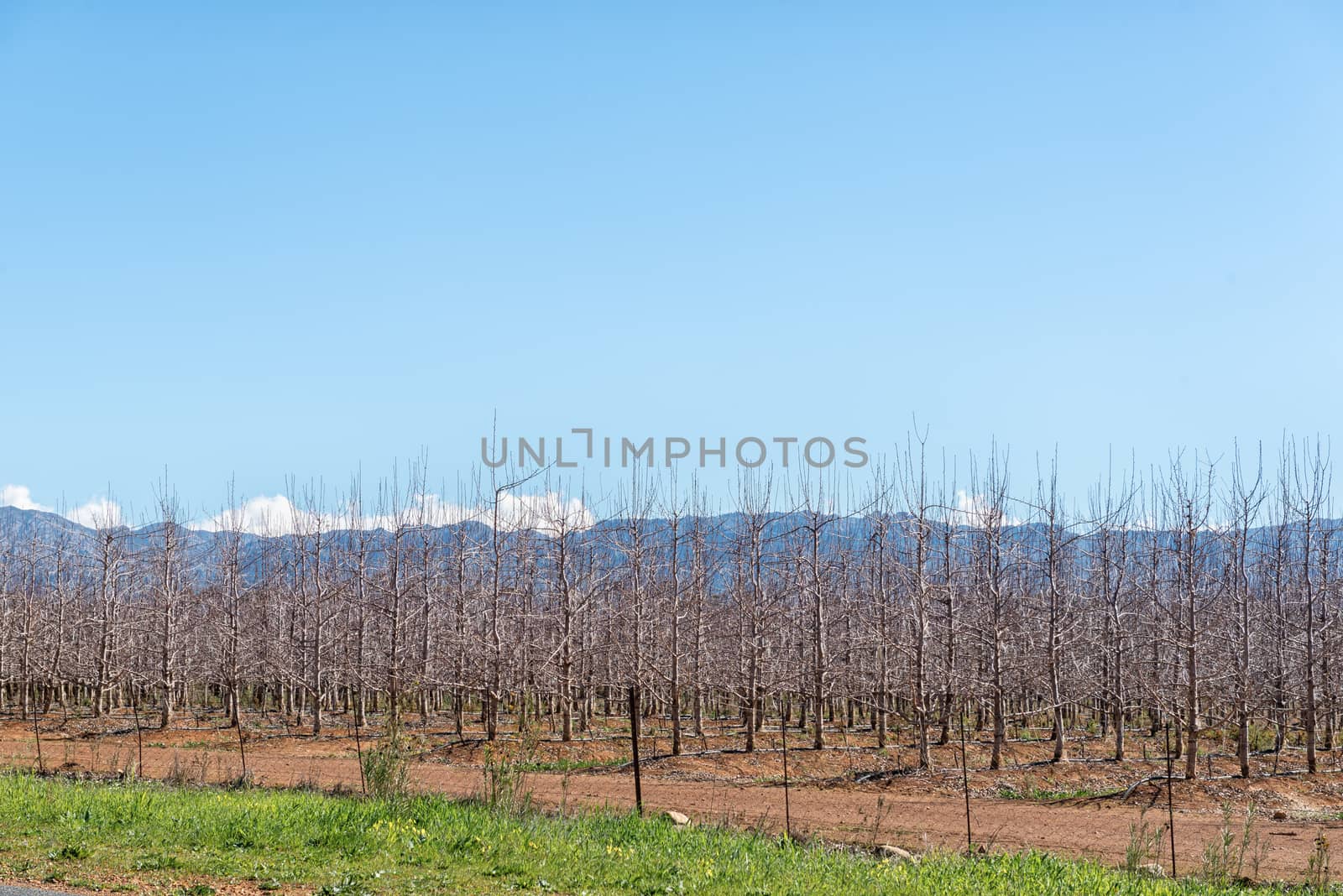 Farm landscape on road R46 near Ceres in the Western Cape Province. Espalier fruit trees are visible