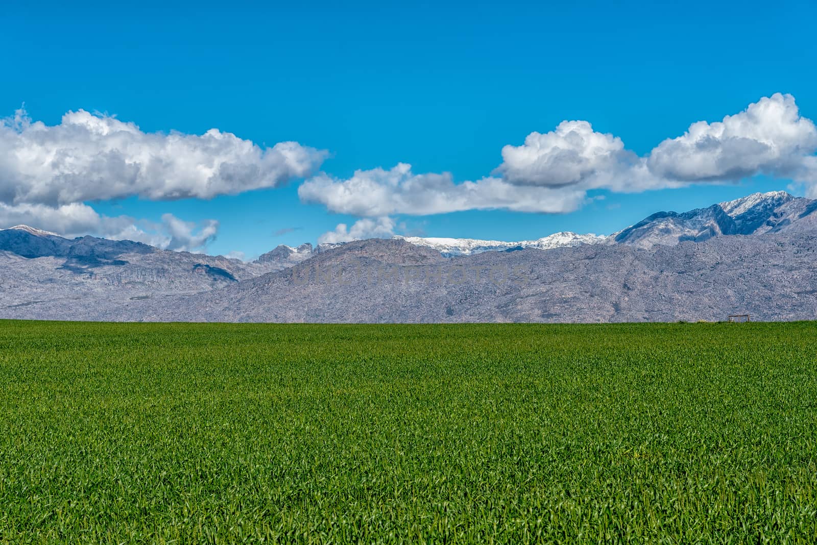 A corn field next to road R46 near Ceres in the Western Cape Province. Snow is visible on the Hex River mountains