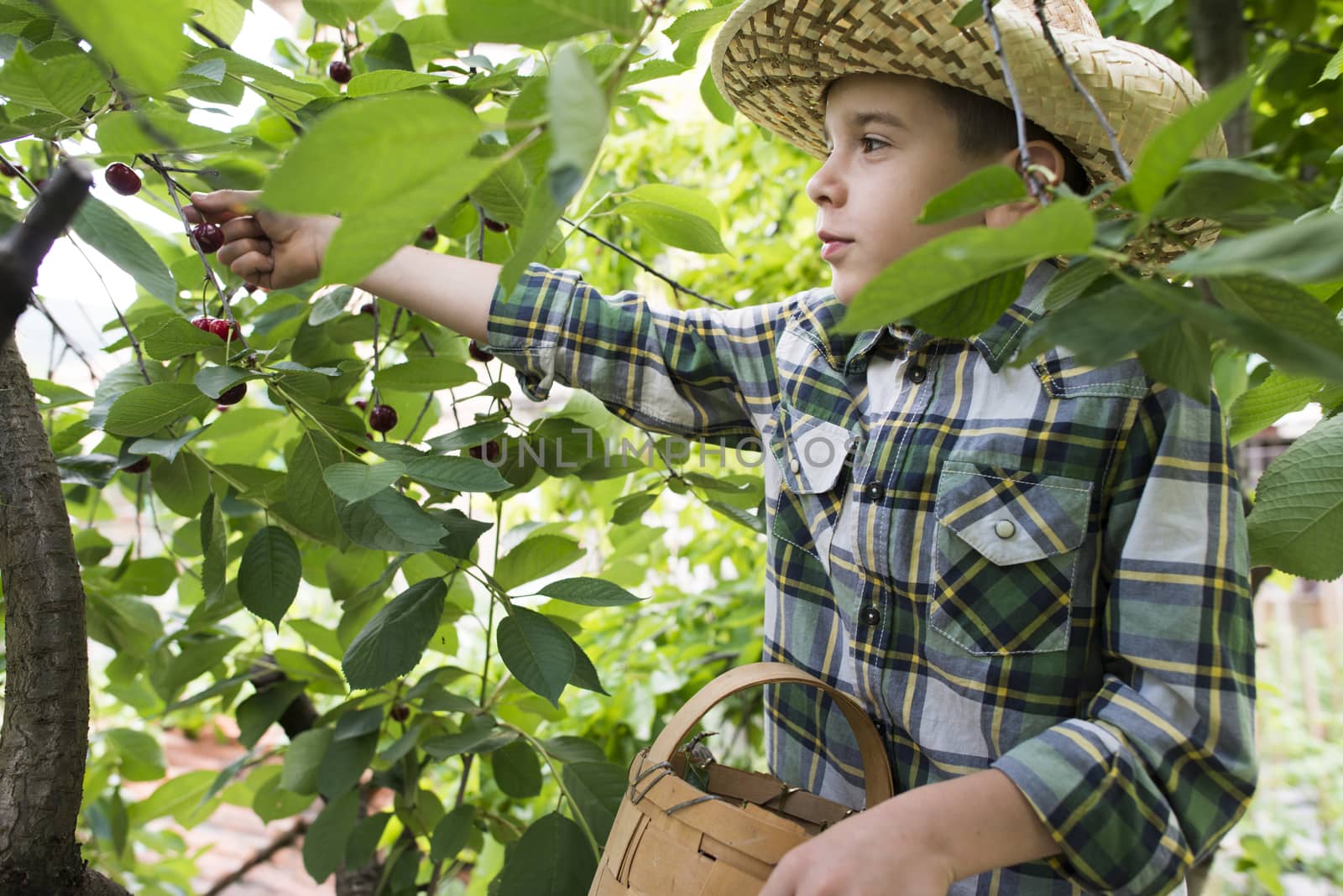 Child harvesting Morello Cherries on a tree.