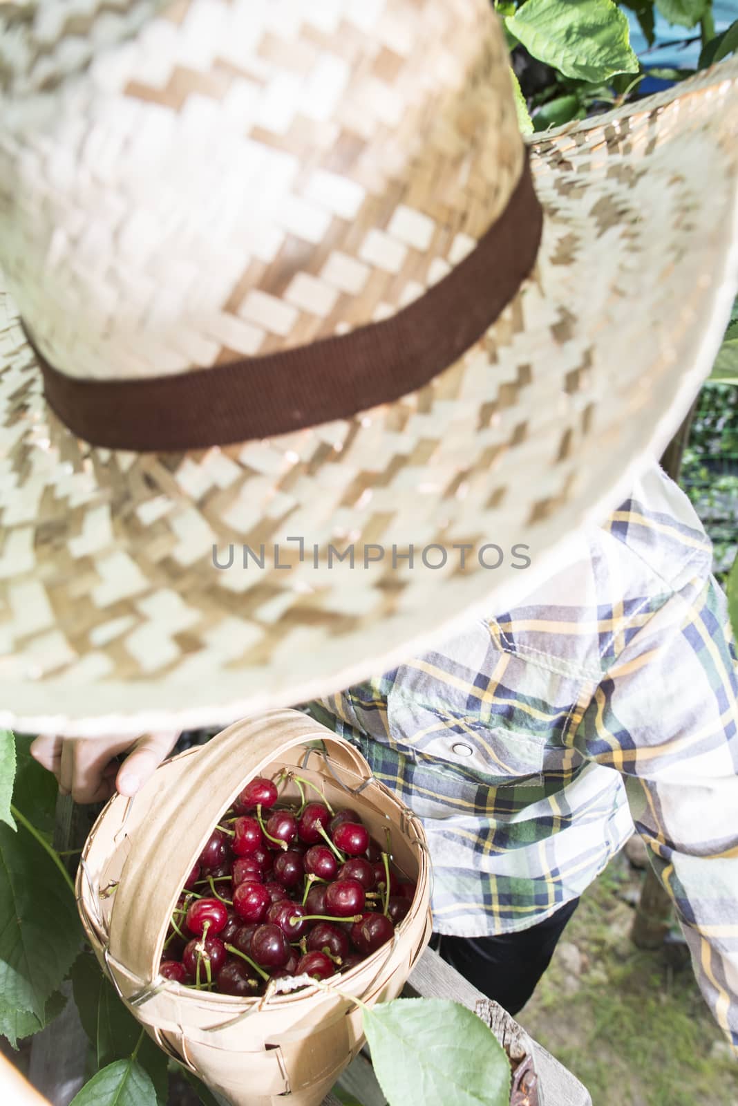 Child harvesting Morello Cherries by deyan_georgiev